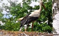 Storks of Pentowo Dwor